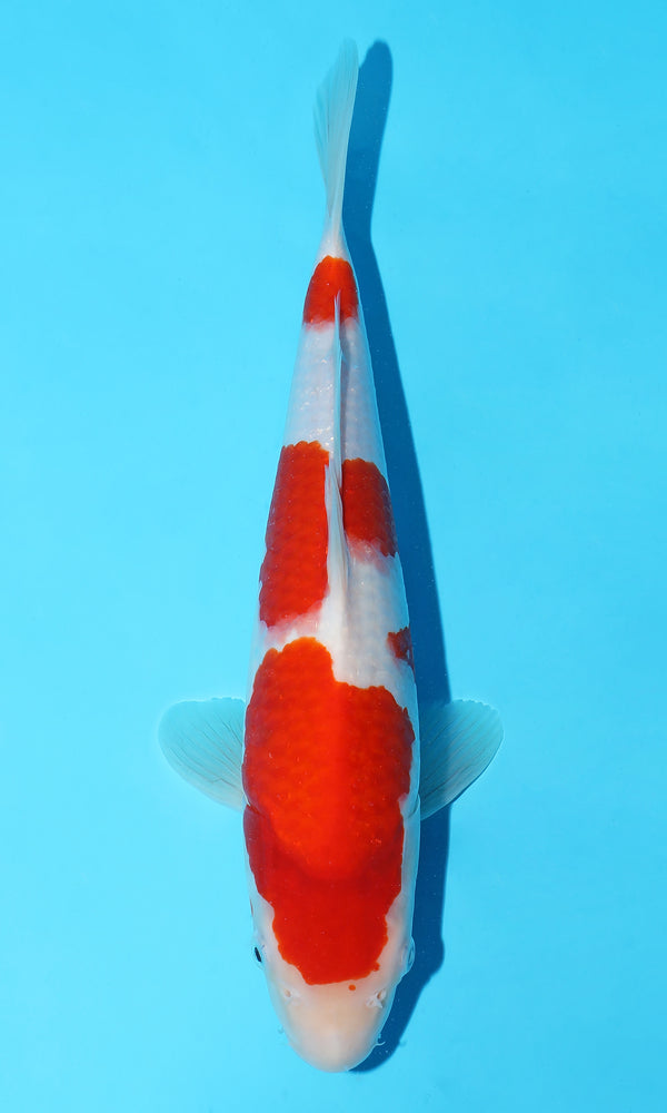 (S85) *HQ* 13" Sakai Kohaku
