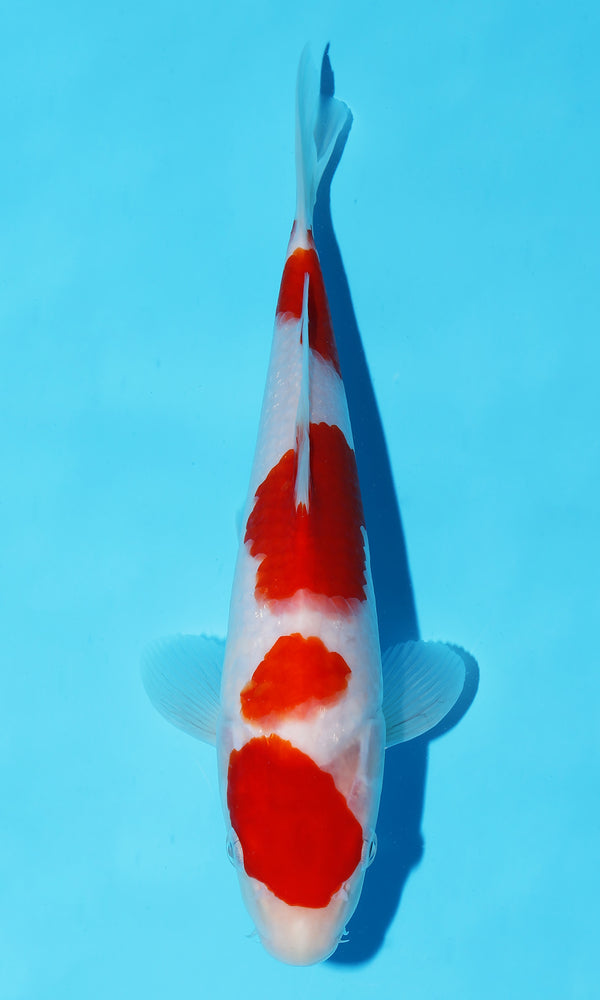 (S86) *HQ* 10.5" Sakai Kohaku