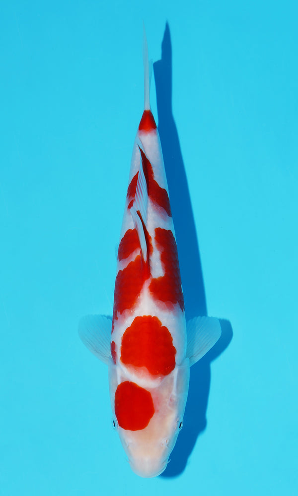 (S69) *HQ Tategoi* 12" Sakai Kohaku