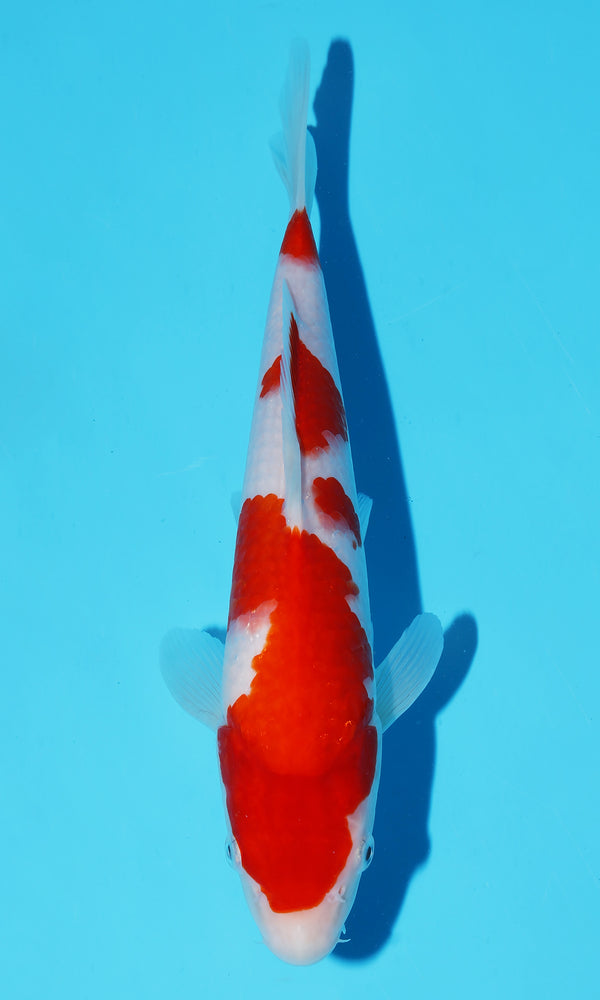 (S87) *HQ* 11" Sakai Kohaku