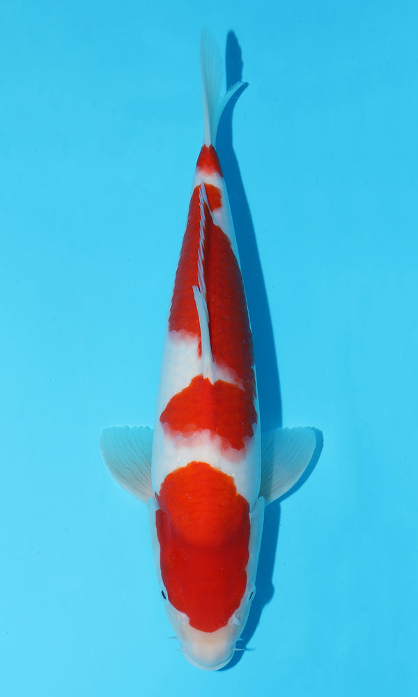 (S88) *HQ* 14" Sakai Kohaku