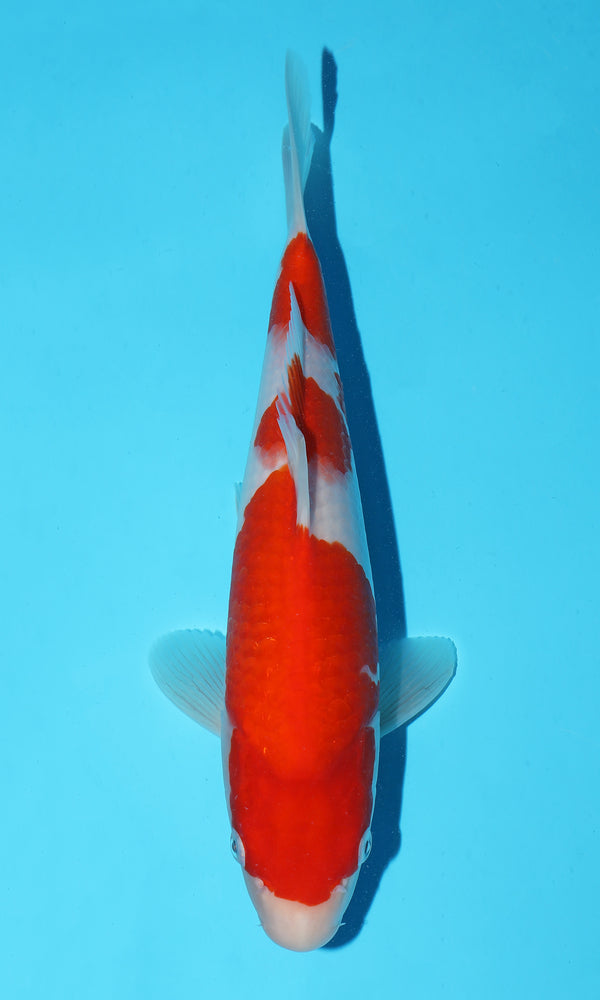 (S89) *HQ* 12" Sakai Kohaku