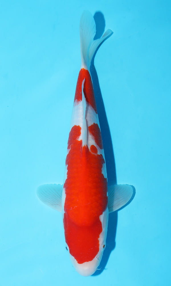 (S91) *HQ* 12" Sakai Kohaku
