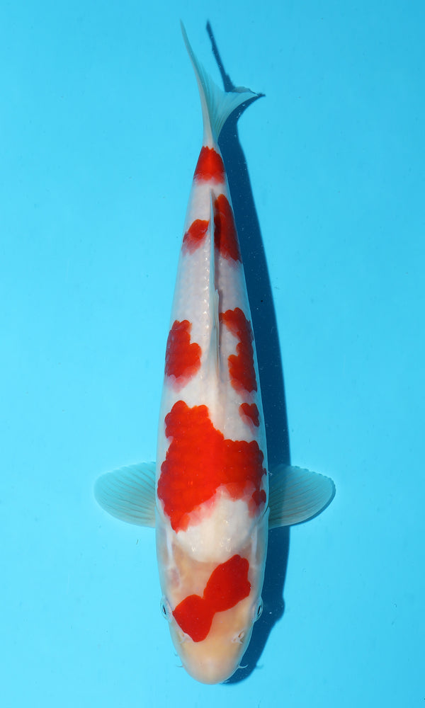 (S92) *HQ* 13" Sakai Kohaku