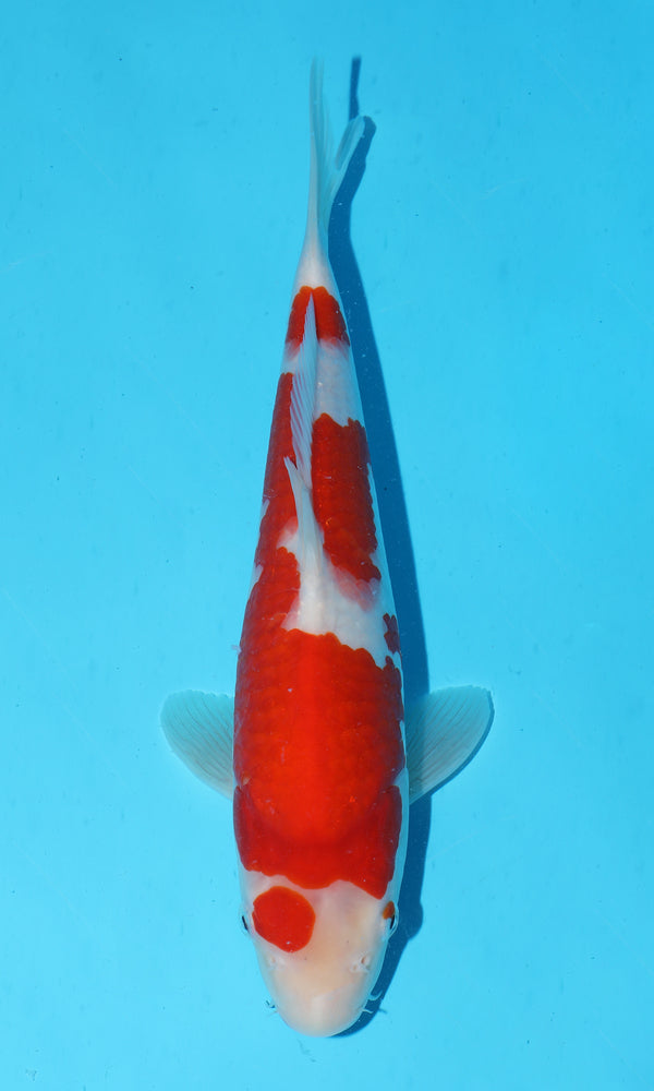 (S93) *HQ* 12" Sakai Kohaku