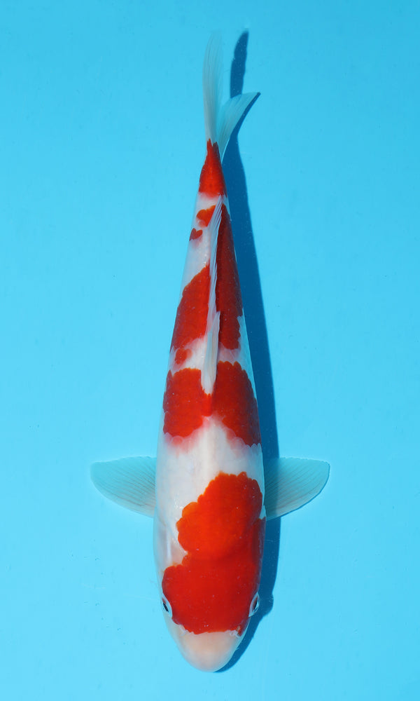 (S94) *HQ* 12" Sakai Kohaku