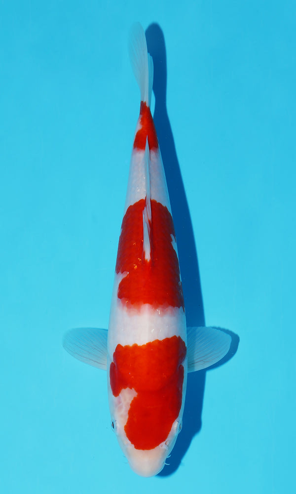 (S95) *HQ* 12.5" Sakai Kohaku