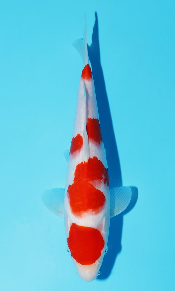 (S96) *HQ* 12" Sakai Kohaku