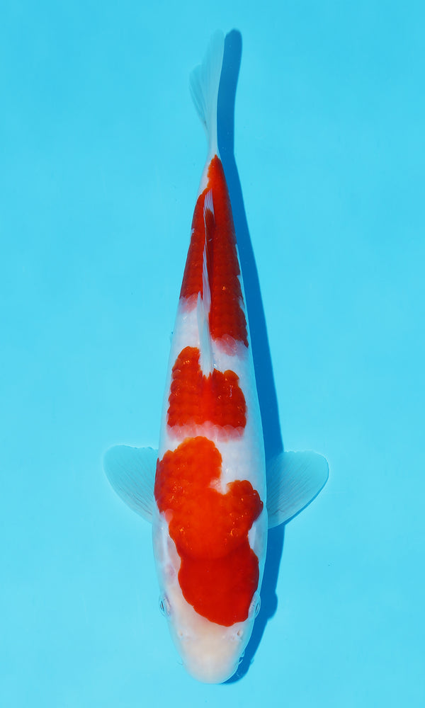 (S97) *HQ* 11" Sakai Kohaku