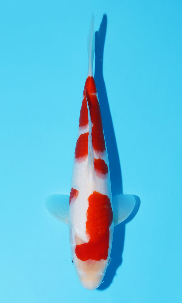 (S98) *HQ* 11" Sakai Kohaku