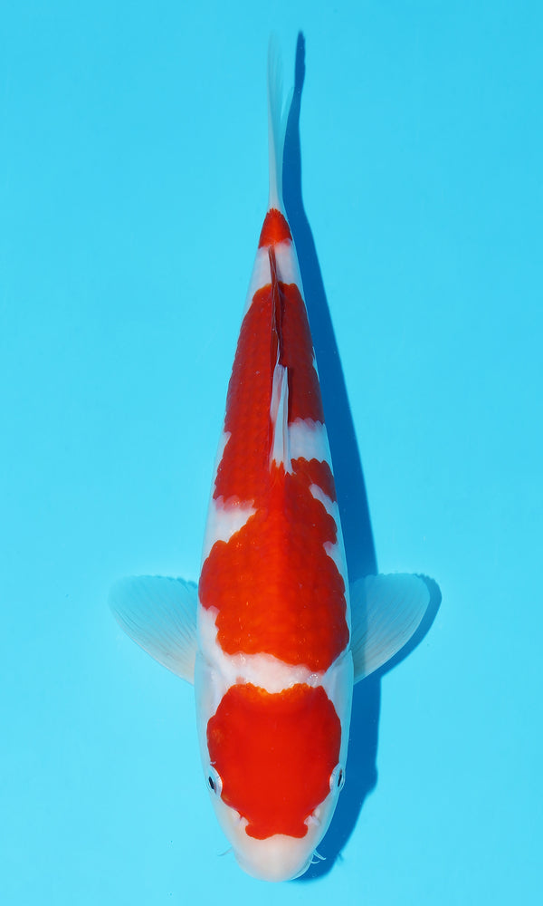 (S99) *HQ* 11.5" Sakai Kohaku