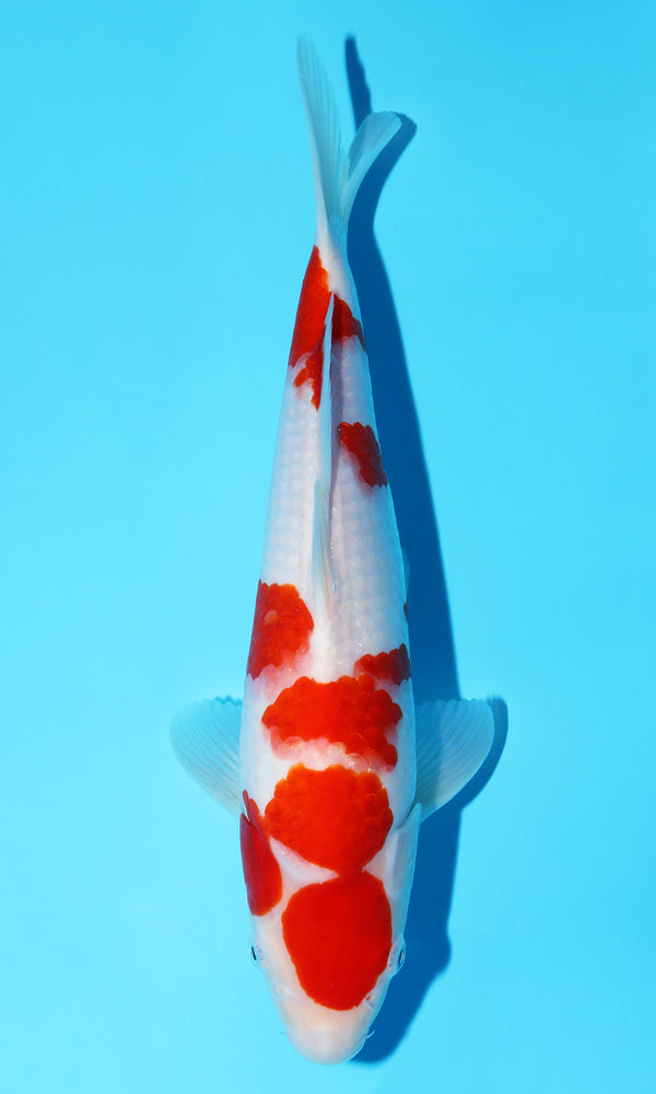 (S71) *HQ* 12.5" Sakai Kohaku