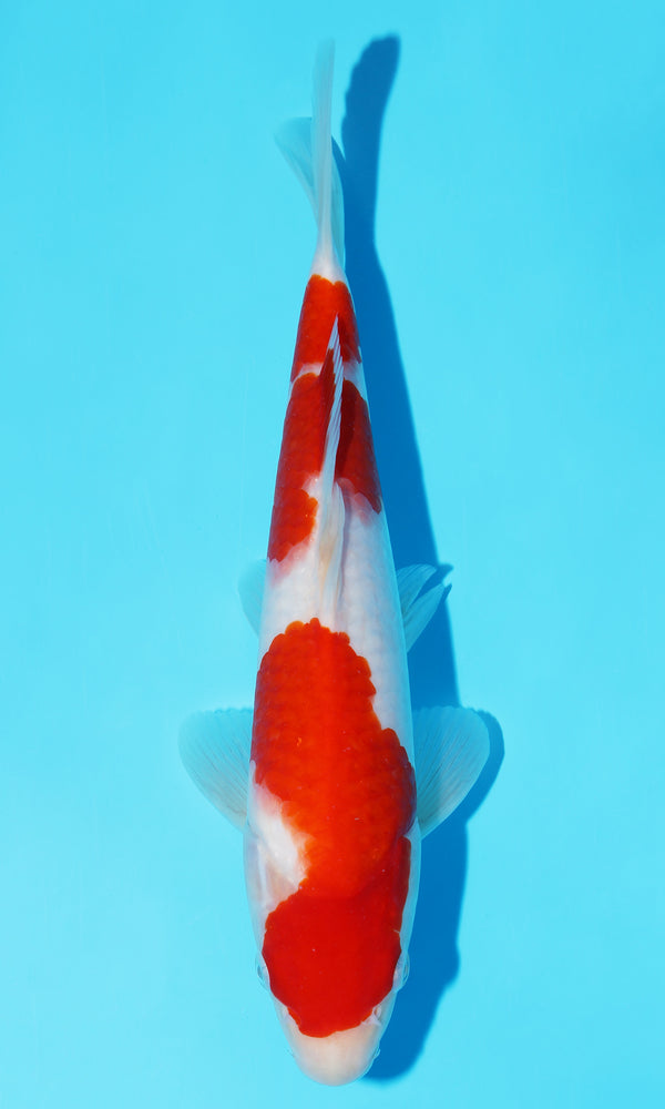 (S72) *HQ* 11" Sakai Kohaku