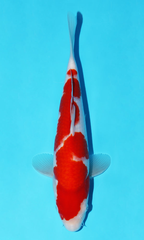 (S73) *HQ* 12.5" Sakai Kohaku