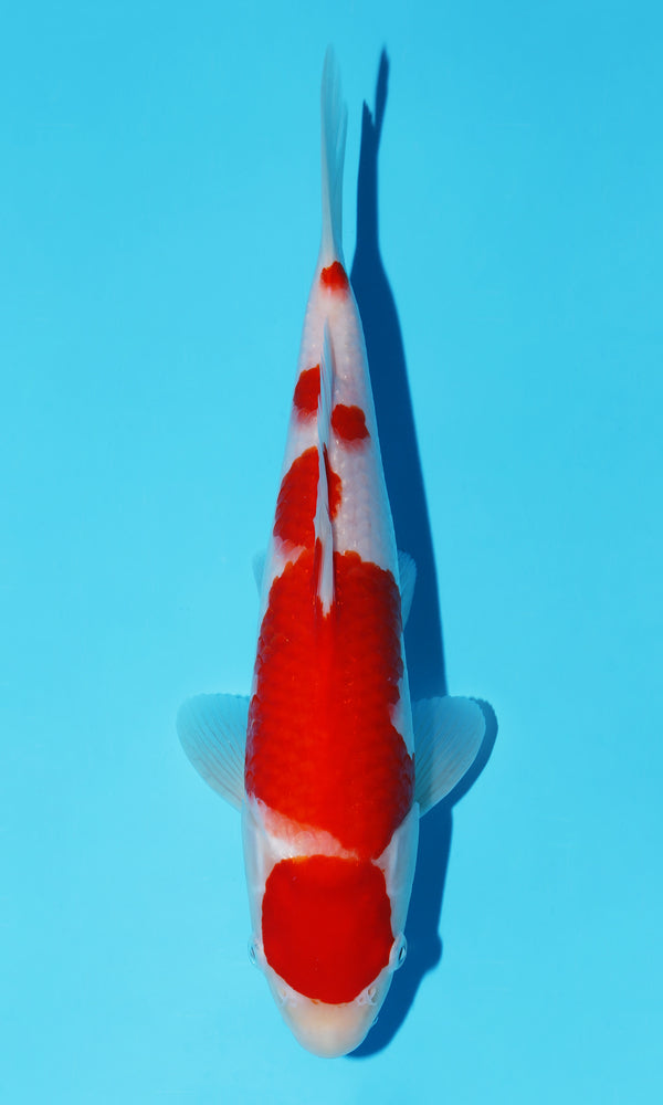 (S74) *HQ* 11.5" Sakai Kohaku