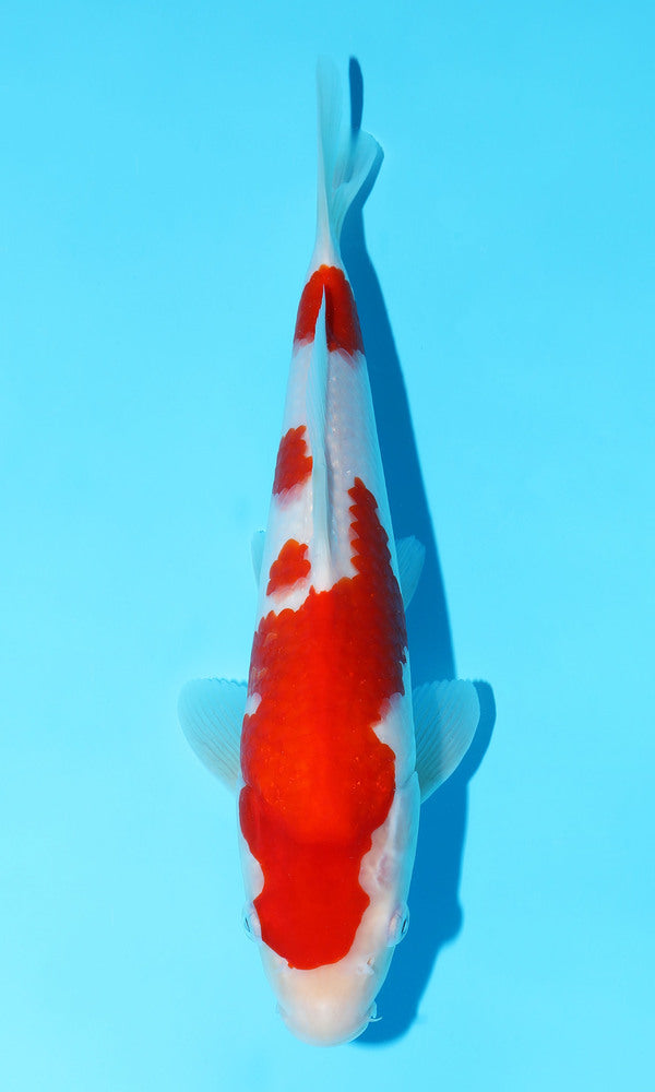 (S75) *HQ* 12" Sakai Kohaku