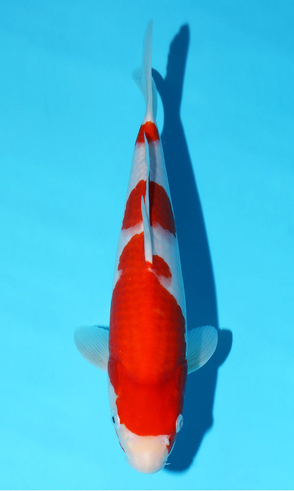 (S76) *HQ* 12.5" Sakai Kohaku