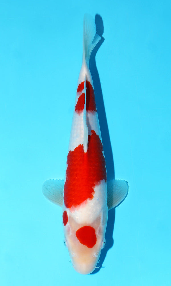 (S77) *HQ* 13" Sakai Kohaku