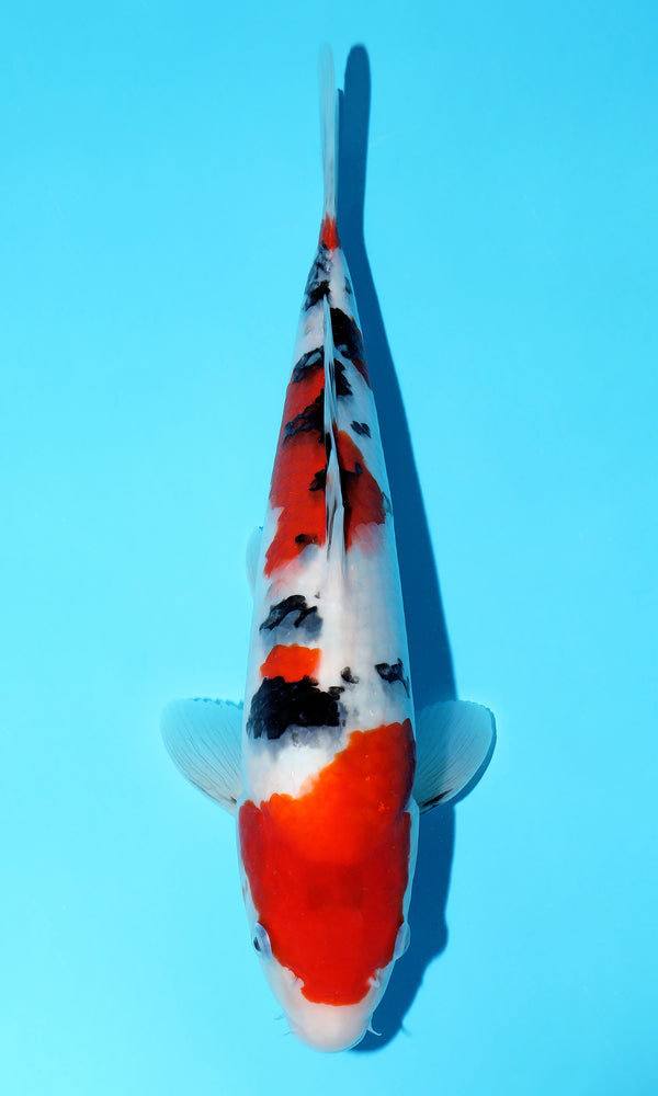 (S108) *HQ* 13.5" Sakai Sanke