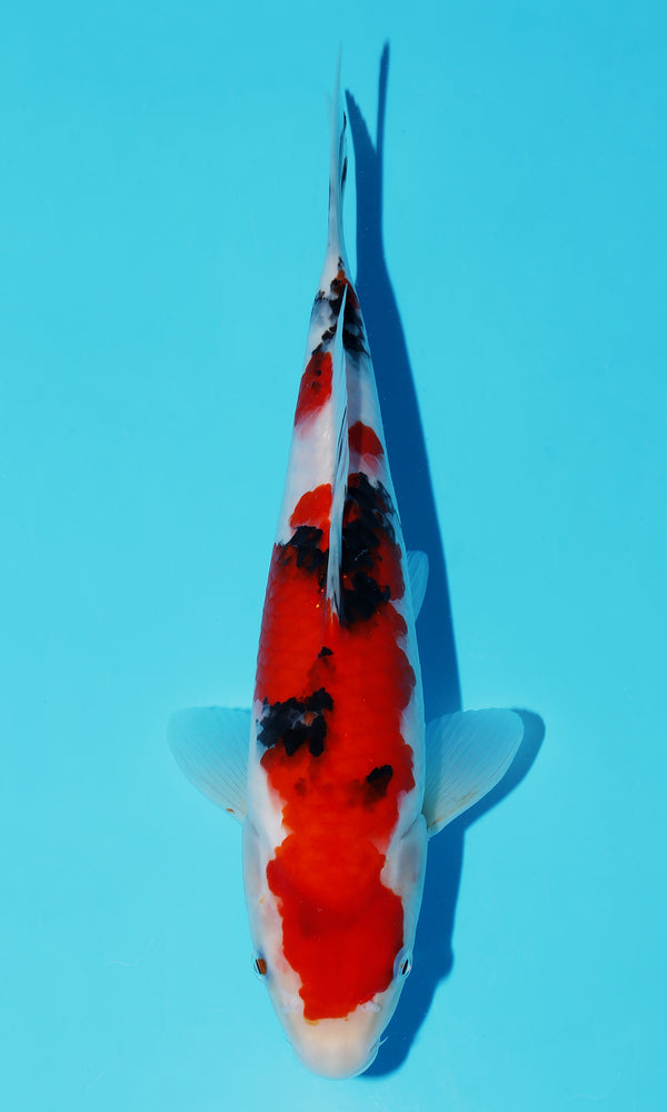 (S109) *HQ* 12" Sakai Sanke
