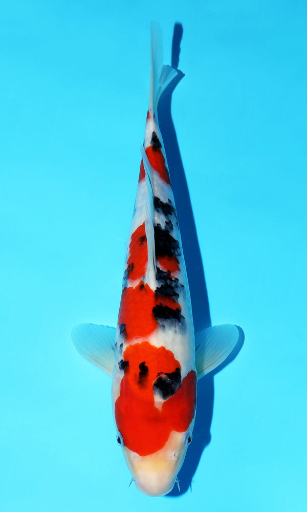 (S102) *HQ* 14" Sakai Sanke