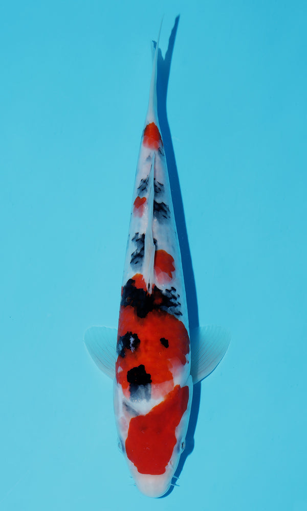 (S120) *HQ* 12" Sakai Sanke