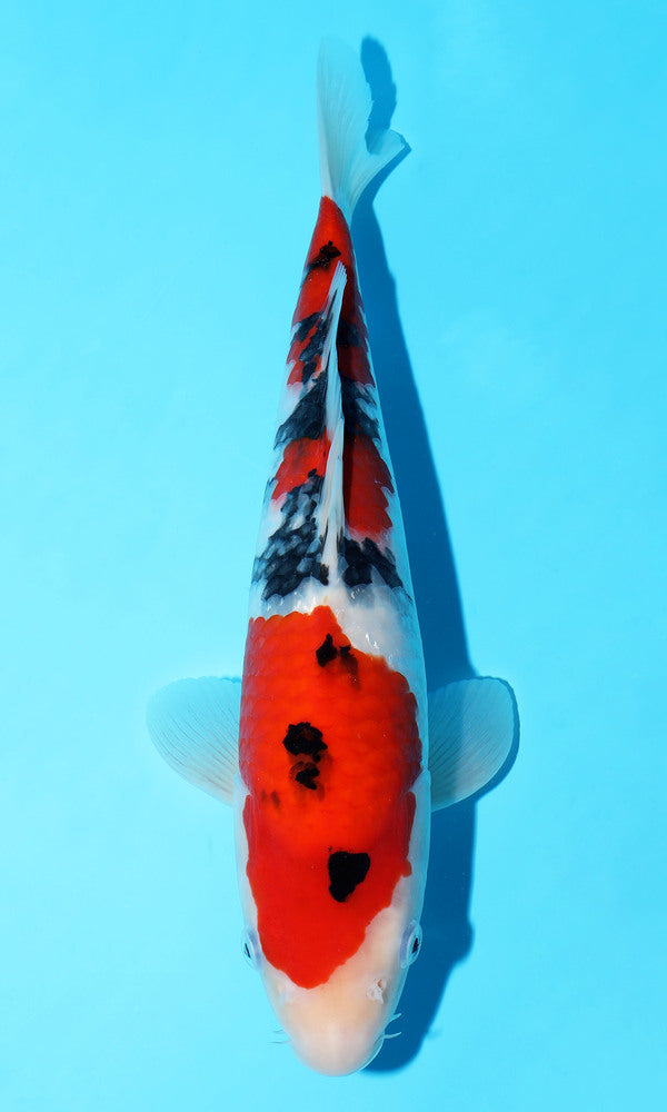 (S104) *HQ* 13.5" Sakai Sanke