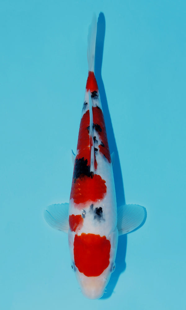 (S105) *HQ* 10.5" Sakai Sanke