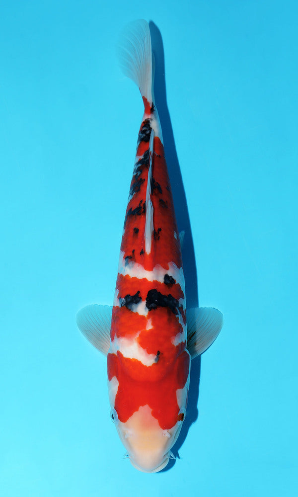 (S107) *HQ* 15" Sakai Sanke
