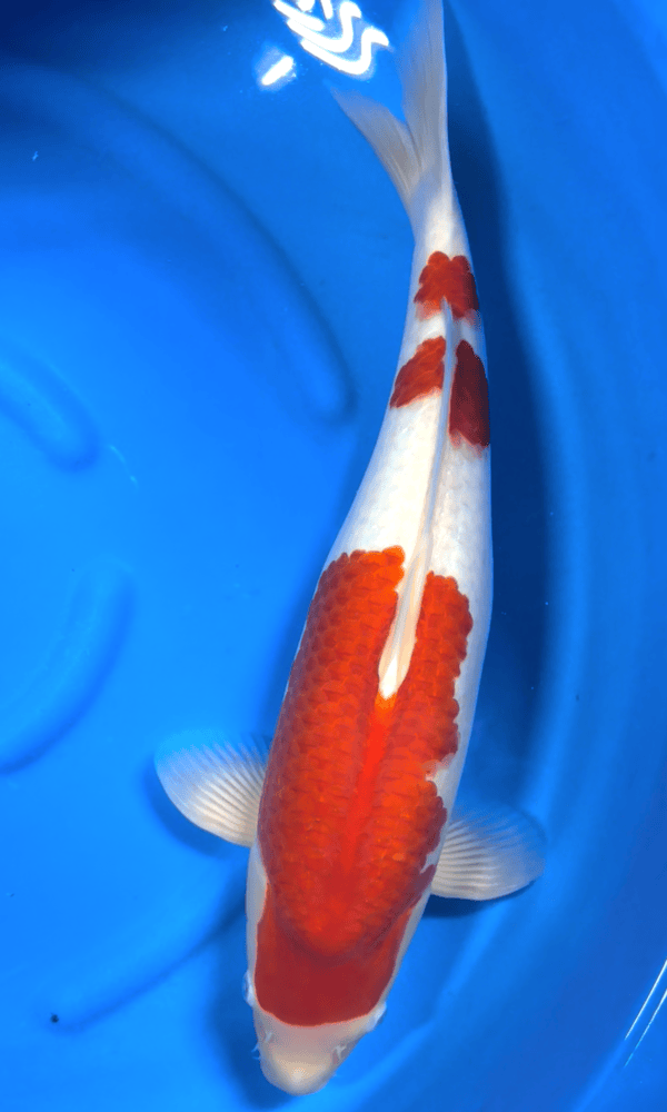 Kohaku - koi #x0300st054 - Marudo Koi Farm