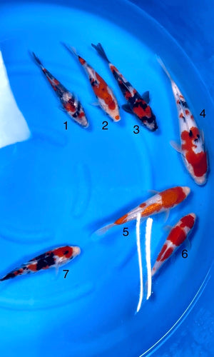 (S25) 5.5-8" Sakai Gosanke Tosai Mix