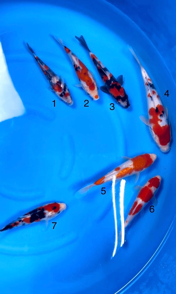 (S25) 5.5-8" Sakai Gosanke Tosai Mix