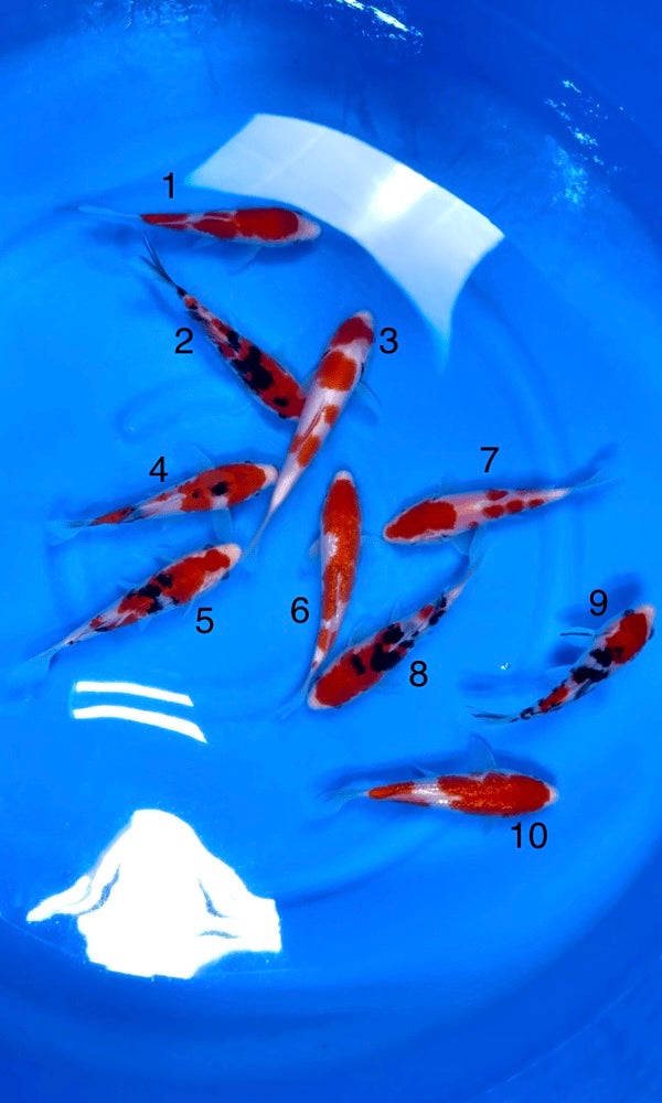 (S27) 5.5-8" Sakai Gosanke Tosai Mix