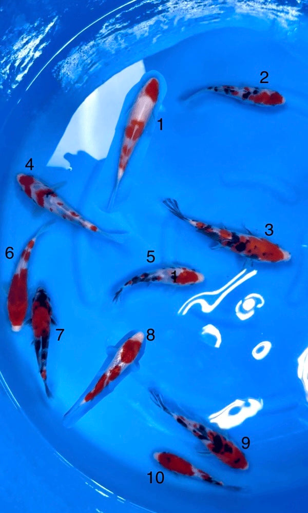 (S29) 5.5-8" Sakai Gosanke Tosai Mix