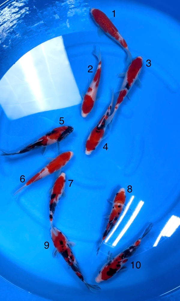 (S30) 5.5-8" Sakai Gosanke Tosai Mix