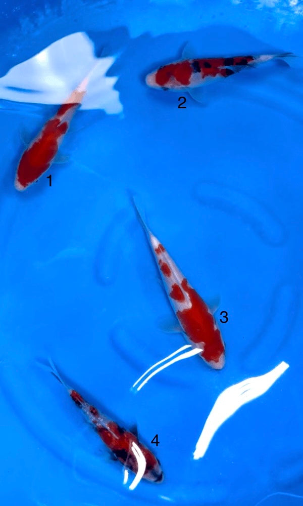 (S31) 5.5-8" Sakai Gosanke Tosai Mix