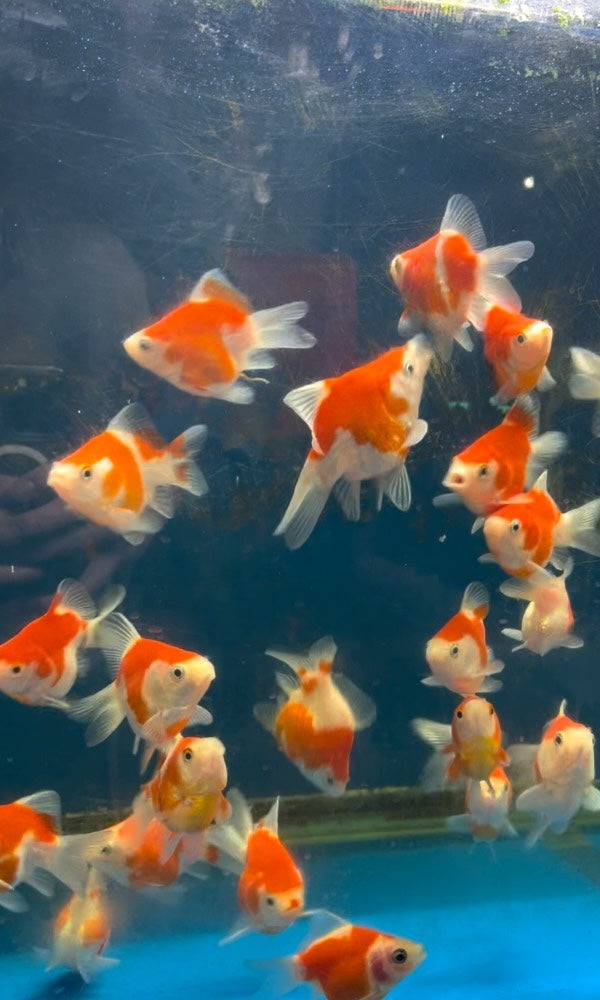 2-2.5" High Quality Japanese Tamasaba