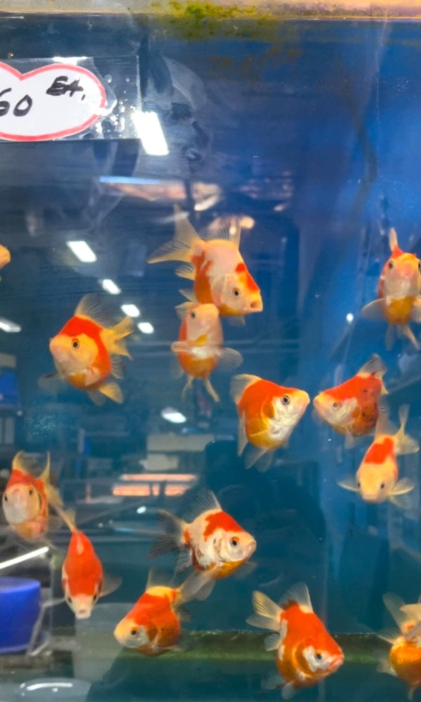 2.5-3" High Quality Japanese Tamasaba