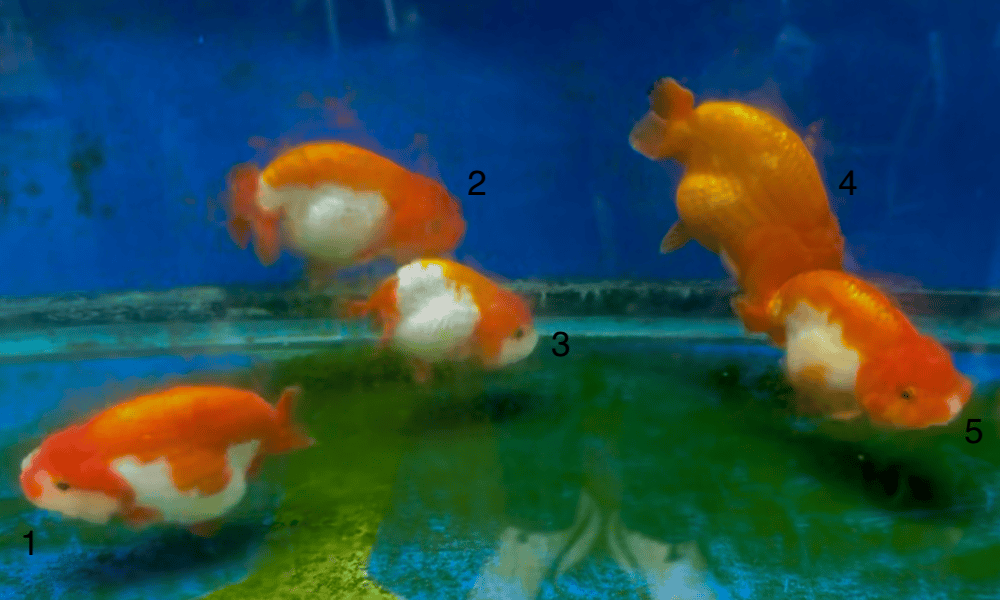 *Show Quality* 4-5" Thai Bred Ranchu