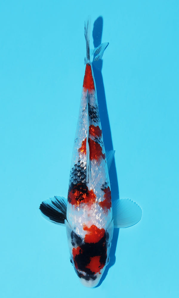 (SZ05) *HQ* 8.5" Suzusei Ginrin Showa