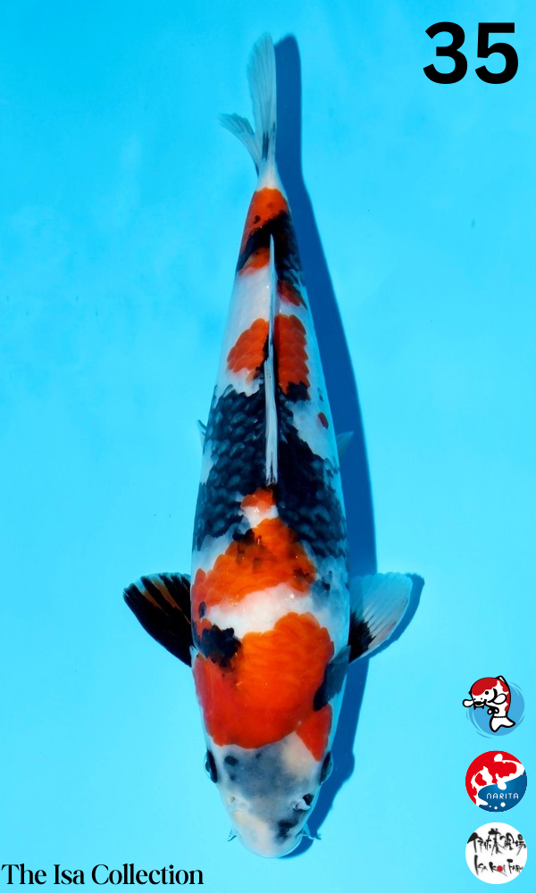 F35 | 14-17" Jumbo Tosai Isa Showa