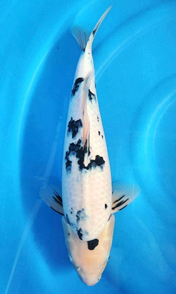 (YA4) 19” Yamaguchi Ginrin Shiro Bekko