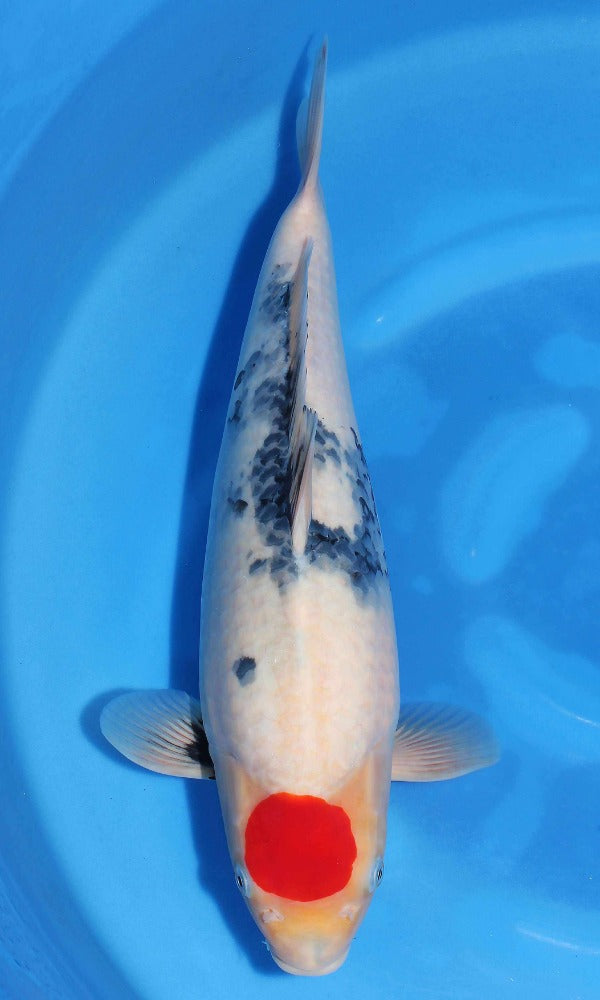 (SE10) 17" Sekiguchi Tancho Showa