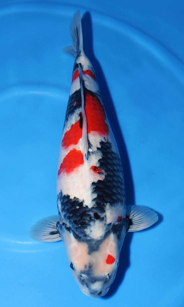 (I09) 20" Isa Showa | Azukari Koi