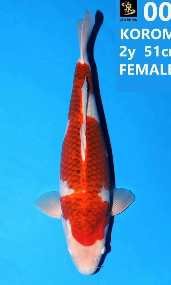 (IZ11) 20" Izumiya Aigoromo
