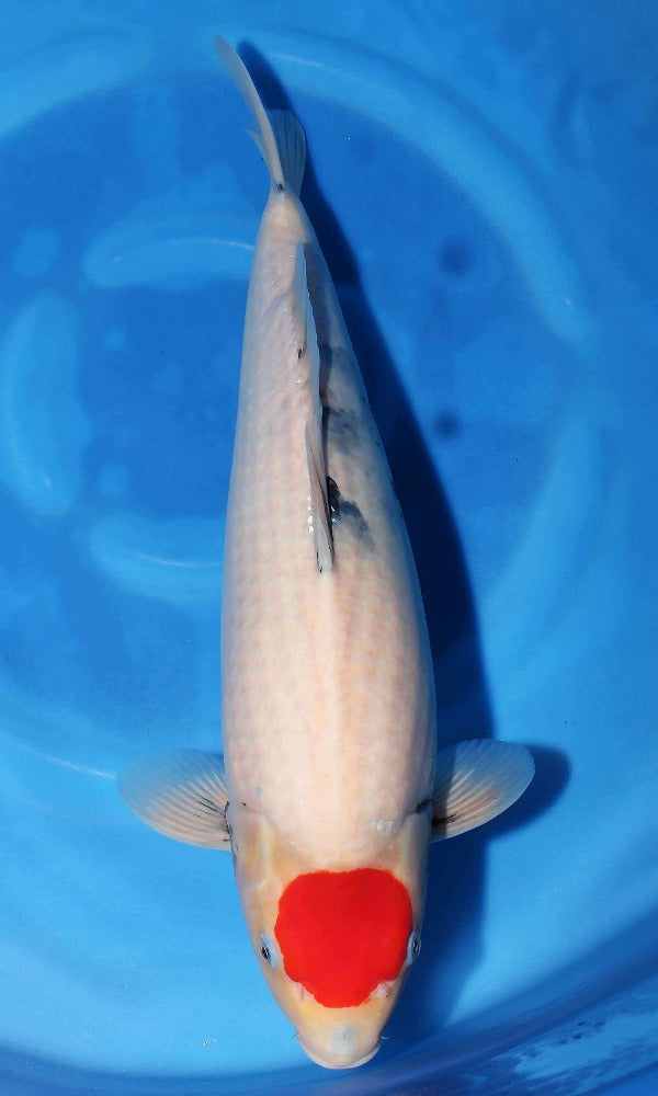 Koi Fish: Sekiguchi Tancho Showa | Final Harvest | Genki Koi - Genkikoi