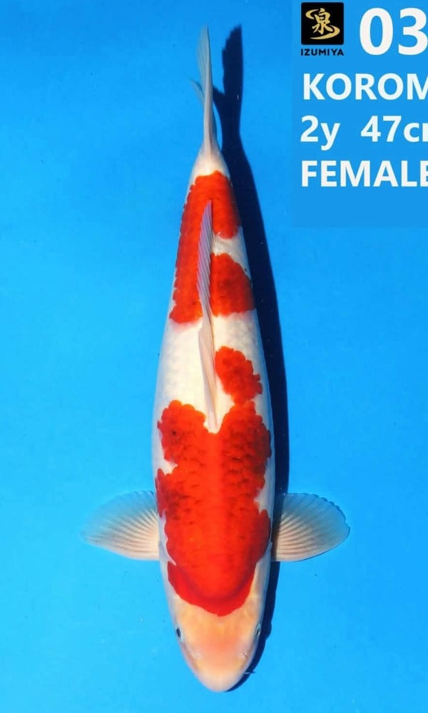 (IZ10) 18.5" Izumiya Aigoromo