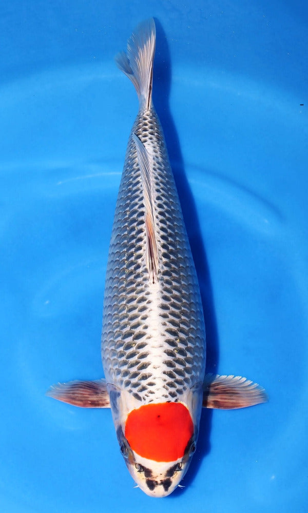 (SA56) *Limited Quanity* 16.5" Saito Tancho Kujaku