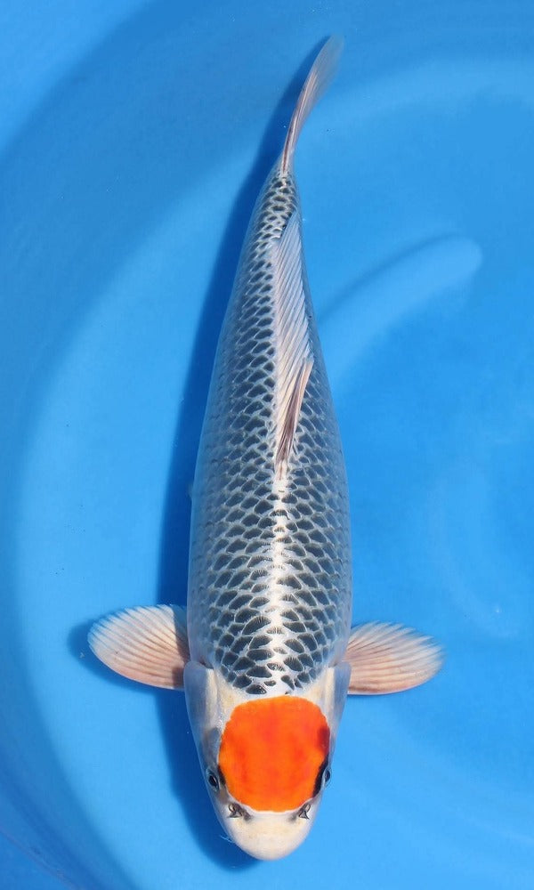 (SA55) *Limited Quanity* 16.5" Saito Tancho Kujaku