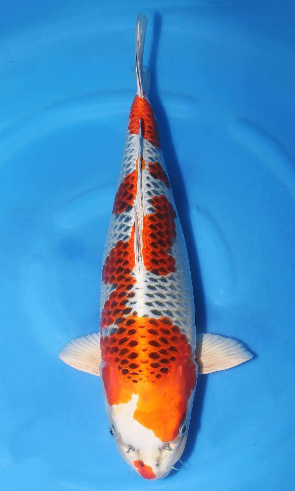 (SAKA12) 21” Sakamaki Kujaku